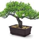 Der Rose 8 Inch Fake Plants Artificial Bonsai Tree Ficus for Home Office Desk Table Shelf Japanese Zen Decor Indoor