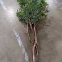 Cypress & Alabaster Handmade 6.5ft 3-Tier Italian Black Olive Leaf Artificial Tree with Ethically Sourced Real Wood Trunks, Hypoallergenic, 6.5-Foot, Green