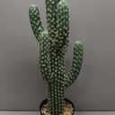 22” Artificial Cactus Plants Outdoor Tall Fake Cacti Plant Tropical Tree Indoor - Realistic Faux Floor Plant for Home Living Room Office Hotel Patio Balcony or Garden Desert Decor