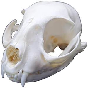 1PCS Taxidermy Real Bone Cat Skull, Animal Bones Real for Craft, Skull Decoration for Home, Specimen Collectibles Study