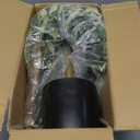 6ft Faux Olive Tree, Artificial Olive Tree Indoor, High Imitation Silk Plant Fake Olive Tree with Realistic Leaves and Fruits, Suitable for Home Living Room Office Decoration