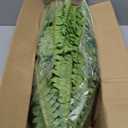 FOREST PRINCE 50" Artificial Boston Ferns, Fake Bush Plants, Large Faux Ferns with 96 Fronds for Outdoors Home Decor (50" 1 Pcs)