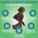 Out! PetCare Disposable Dog Diapers Male, Puppy Belly Band, Potty Training, Doggie Diapers, Belly Bands for Male Dogs, Puppy Training, Adjustable Fasteners, Incontinence, (M/L, 96ct)