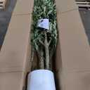 Artificial Olive Tree 7FT, Indoor Fake Silk Plant with Realistic Trunk, Leaves, Fruits and White Planter, Faux Potted Tree for Home Decor and Housewarming Gift, 1 Pack