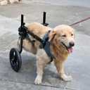 Adjustable Large Dog Wheelchair for Back Legs, Upgraded Wheel, Disabled Pets, Leg Brace, Mobility Aid for Large Pets, Hind Limb Rehabilitation, Older, Disabled (XXL(Chest 32.7-37.8in))
