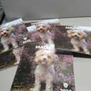 5 x windrio 2026 Wall Calendar, Calendar 2026, July 2025 - December 2026, Wall Calendar Maltese, 12" x 24" Opened,Full Page Months Thick & Sturdy Paper for Calendar Organizing & Planning