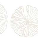 Creative Co-Op Handmade White Coral Shaped Paper & Metal Wall Dcor (Set of 3 Sizes)