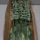 lovemoon 130 Pcs Artificial Mixed Eucalyptus Stems Bulk, 5 Kinds of Faux Greenery Eucalyptus Leaves Bulk for Vase Wedding DIY Bouquets Floral Arrangement Home Decor (130, Green)