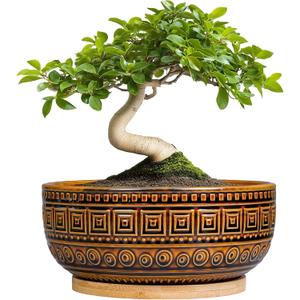 G EPGardening Bonsai Pots- 8 Inch Ceramic Succulent Planter with Drainage and Plant Saucer, Shallow Round Planter Bowl for Indoor Plants Flower, Boho Room Decor, Birthday Gifts, Brown