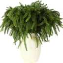 8 PCS Real Touch Norfolk Pine Branch,18" Artificial Christmas Green Plants Branches Faux Greenery Stems,Fake Norfolk Picks Pine for Vase DIY Crafts Garland Wreath Christmas Indoor Decor (8)