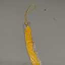Graduation Tassle Ceremonies Accessories (Gold)