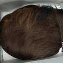 Pixie Cut Human Hair Wig for Women Short Wig for Women Chocolate 4/33 Color Short Layered Pixie Wig With Bangs Glueless Full Machine Made Brazilian Virgin Human Hair Wig (4/33)