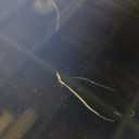 Samsung 65-Inch Class QLED Q8F 4K UHD Smart TV (2025 Model) Q4 AI Processor, 100% Color Volume with Quantum Dot, AirSlim Design, Endless Free Content, Samsung Vision AI, Alexa Built-in