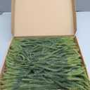 HOHOTIME 50 Pcs Norfolk Pine Stems, Christmas Greenery Stems Branches for Vase, Artificial Pine Picks, Fake Pine Stems Decoration,Faux Pine Sprigs for Garland Wreath Tree Home DIY Xmas Decor