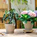 Melphoe Plant Pots Indoor with Drainage & Saucer, 2Pack 8 inch Flower Pots Outdoor Planters for Indoor Plants Garden Home Decor Cactus Succulent, Rigid Plastic (Imitation-Terracotta) Vine-Embossed