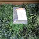 ULAND Artificial Topiary Hedges Panels, Ivy Fence Mat,Verticial Garden Privacy Fence Screen Greenery Wall Backdrop Decor, Garden Privacy Screen Fence（L116） 40x40‘’