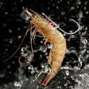 Grombolar Live Shrimp Hook Set,Freshwater/Saltwater Fishing Gear,Fishing Lures,Ideal for Catfish,Groupers, Bass,Trout & More