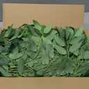 48 PCS Artificial Italian Ruscus Greenery - Fake Silk Green Leaf Stems for DIY Wedding Arrangements Garland Arch Bouquet Table Centerpieces Fireplace Hearth Decorations