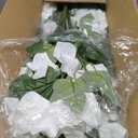 Artificial Flowers for Outdoors, Faux Petunias Spring Summer Decoration, Fake Flowers Plants UV Resistant Look Real Silk Flowers for Outside Planter Front Door Porch Patio Yard (12, White)