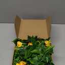 Hotop 6 Pcs 7.55 Ft Artificial Morning Silk Glory Vines for Outdoor Fake Hanging Flowers Plants Faux Silk Morning Glory Flower Garland Long Vines for Wall Fence Indoor Wedding Banquet Decor(Yellow)