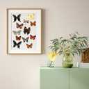 Thyle 30 Pcs Real Taxidermy Butterfly Specimen Artwork Material Decor Natural Unmounted Butterfly Collection Assorted Taxidermy Animals for Entomology Craft Home Office Display Artwork