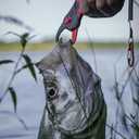 Grombolar Live Shrimp Hook Set,Freshwater/Saltwater Fishing Gear,Fishing Lures,Ideal for Catfish,Groupers, Bass,Trout & More