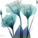 ART.COM Wall Art Print Gentian Buddies by Albert Koetsier, 24" x 24"