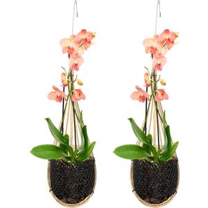 Yookeer 2 Pack Hanging Orchid Planter 4 Inch Thai Bamboo Hanging Orchid Basket with Metal Hook Decorative Bird Nest Style Plant Hangers for Trellis & Gazebo Indoor Outdoor Patio Garden Flower Planter