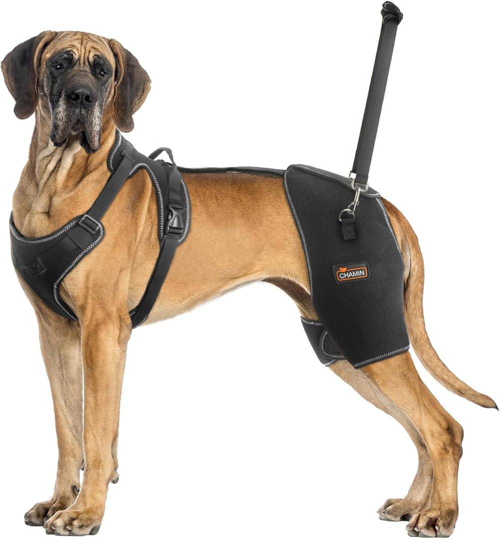 CHAMIN Dog Hip Brace with Back Handheld Design, Support for Hip Dysplasia, Arthritis, Back Leg limping, Reduce Hip Pain & Accelerated Recovery After Surgery etc (XXL)