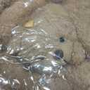 24 Pcs Mini Plush Bear Bulk Small Stuffed Animal DIY Keychain for Valentine's Day Gift Birthday Party (Dark + Light Brown)