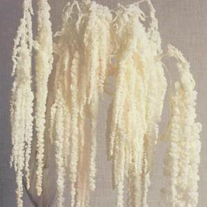 Glicrili 5Pcs Cream White Wisteria Vine Hanging Flowers - Dried Preserved Cream Hanging Amaranthus Flowers for Wedding Bouquet, Wall Decoration, Length Home Decor