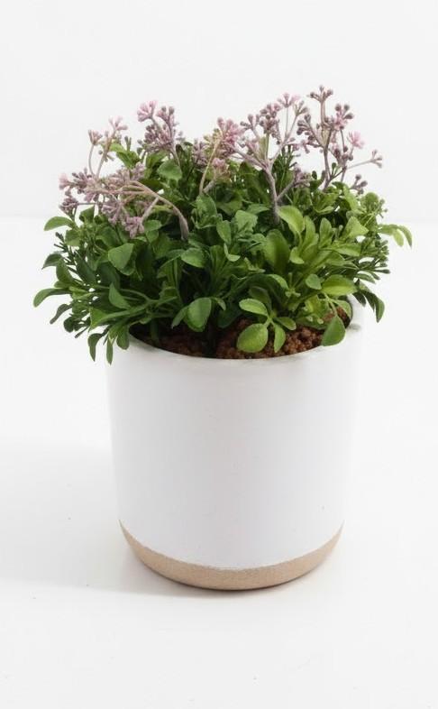 Boxwood Plant - Threshold