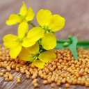 3 x 500+ Seeds Mustard - Vegetable Yellow