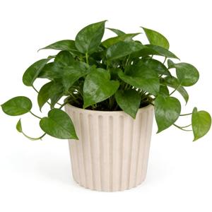 Ekirlin 7 Inch Indoor Plant Pot, Natural Resin Modern Planters, Graceful Curves Textures Garden Pot with Drainage Hole, Removable Rubber Stopper and Non-Slip Soft Pad, Decorative Pot for Home/Outdoor