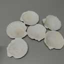 Large Natural Sea Shells 4''-5'' White Scallop Shells 8PCS for DIY Craft Making, Baking, Hand Painting, Ocean Themed Party and Home Decor