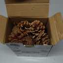 JOHOUSE 18PCS Hanging Natural Pine Cones (1.5"–2.5"), Rustic Pinecones with Strings for Fall Garland, Christmas Tree Ornaments, Wreath Making, Vase/Bowl Filler Winter Decor (Multi Color)