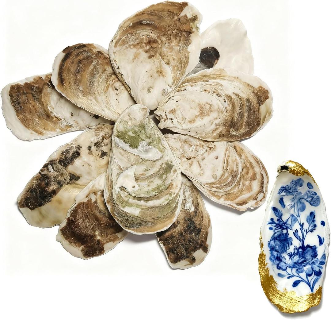20pcs Flat Oyster Shells,Medium Oyster Shells for Crafts 3"-4" Natural Oyster Shells Bulk, for Home Vase Filler,DIY Arts Crafts Sea Shells