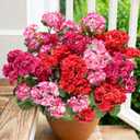 Artificial Geraniums Fake Flowers for Outdoors Decoration, 6 Bundles Silk Geraniums Flower UV Resistant Look Real Faux Plants for Front Door Garden Porch Planter Patio Balcony Yard Indoor Home, Mix