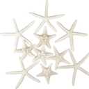 Jangostor 12 PCS Starfish 2-6 Inch Mixed Starfish Natural Seashells Starfish Star Fish Shells Decorations Perfect for Wedding Decor Beach Theme Party, Home Decorations, DIY Crafts, Fish Tank