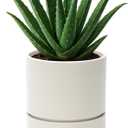 Phoenix Vine 6 Inch Planter Pot with Drainage Hole & Saucer, Deep Water Catch Tray, Straight Cylindrical Round Pot for Plants, Oatmeal, Pack of 1, 23-E-S-1