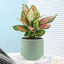 Puoyikt Ceramic 4.9+6.3 inch Planters, Modern Home and Office Flowerpot, Indoor and Outdoor Flowerpot with Drainage Hole (Grayish Blue)