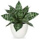 Hollyone Artificial Snake Plants 9" Faux Agave Succulent Plant Potted in White Pot Fake Sansevieria Aloe Tropical Plant for Desk Modern Office Home Bathroom Indoor Outdoor Decor