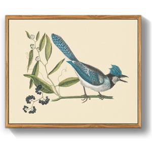 Crmotu Vintage Framed Wall Art, Blue Bird Still Life Art Prints, Animal Nature Wall Decor Artwork, Retro Rustic Farmhouse Decor Canvas Pictures, Room Decor Aesthetic, Kitchen Decorations, 9x11 Inch (Blue-crested Jay)
