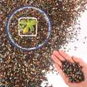 45Lb Horticultural Lava Rock-Lava Rocks for Plants,Succulent Soil Amendment,Decorative Cactus Soil Potting Mix,Volcanic Rock for Aquarium Fairy Gardening Top Dressing Plant Drainage (Multi)