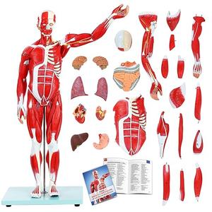 Human Muscle and Organ Model,27-Part Half Life-Size Human Body Muscular System Anatomy Model with Removable Organs and Muscle Includes Product Manual for Medical Physiology Educational Study