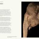 The Animal Mind: Profiles of Intelligence and Emotion