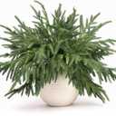 Norfolk Pine Stems, 12 Pcs 18" Real Touch Artificial Pine Branches, Tabletop Droopy Greenery Stems, Faux Cedar Picks for Vase, Garland Accessories, Holiday Winter Decor for Home Indoor, FF08