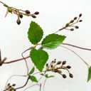 Curly Willow Branches Artificial Tree Vines with Fruits and Leaves Flexible Plant Stems Jungle Greenery Twigs Liana for Home Wedding Garden Wall Background Decor 67 inches (Green - Pack of 2)