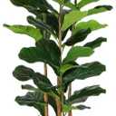 FLOWORLD Fiddle Leaf Fig Tree, 6FT Faux Trees Indoor,Tall FakeTree with Decorative planters,Natural Wood Trunk & Realistic Fiddle Leaf, Artificial Plants for Home Office, Living Room, Outdoor