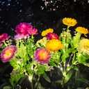 DUODEAN Solar Flowers Lights, 2 Pack Solar-Powered Outdoor Light with 14 Blooming Flowers, Waterproof Lights for Outside Yard, Garden, Pathway, Walkway, Patio, Lawn, Cemetery, Grave Decor